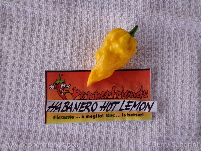 habanero-hotlemon_002_frutto_03.jpg