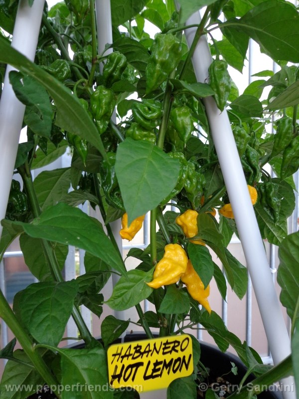 habanero-hotlemon_002_frutto_05.jpg