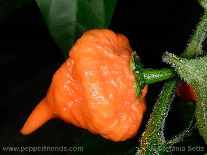 Habanero-orange-blob_001_frutto_01.jpg