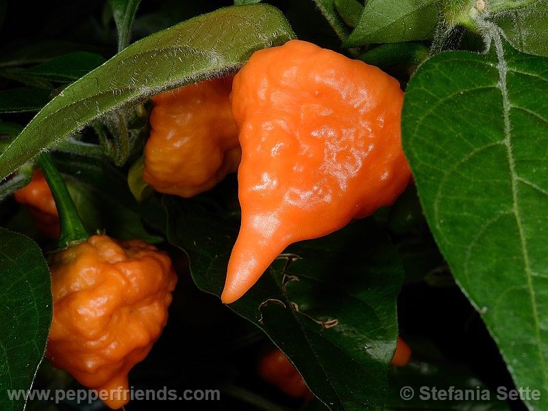 Habanero-orange-blob_001_frutto_03.jpg