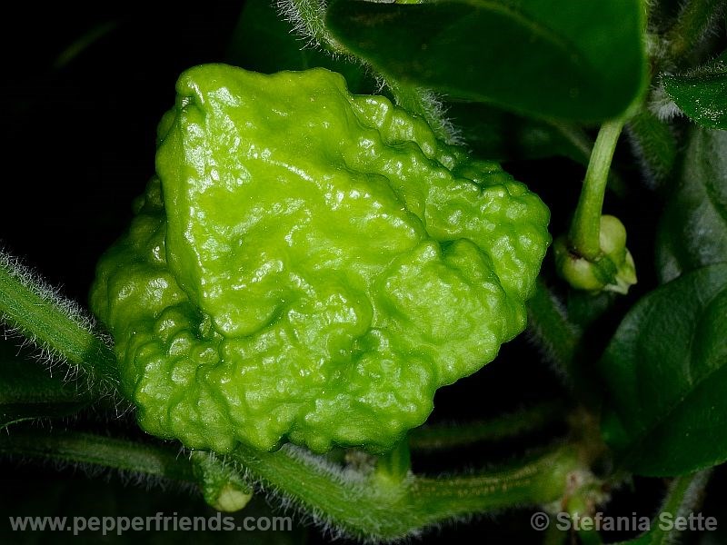 Habanero-orange-blob_001_frutto_04.jpg