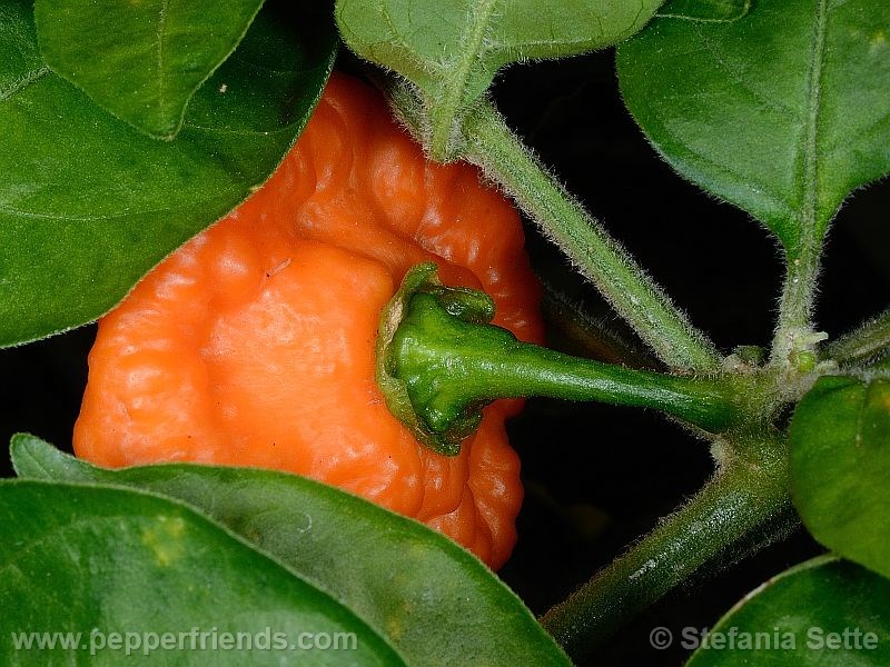 Habanero-orange-blob_001_frutto_05.jpg