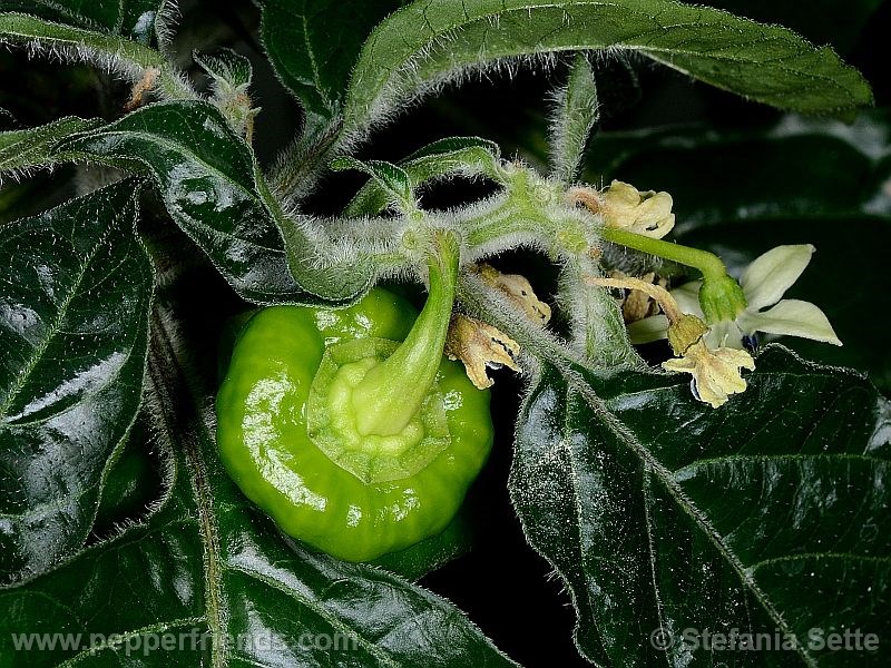 Habanero-orange-blob_001_frutto_06.jpg