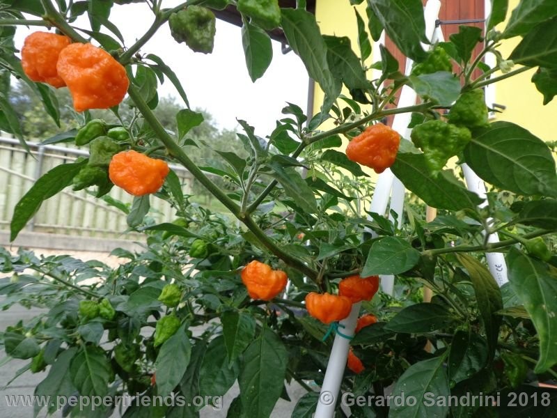 habanero-orange-blob_002_DSC06425.jpg