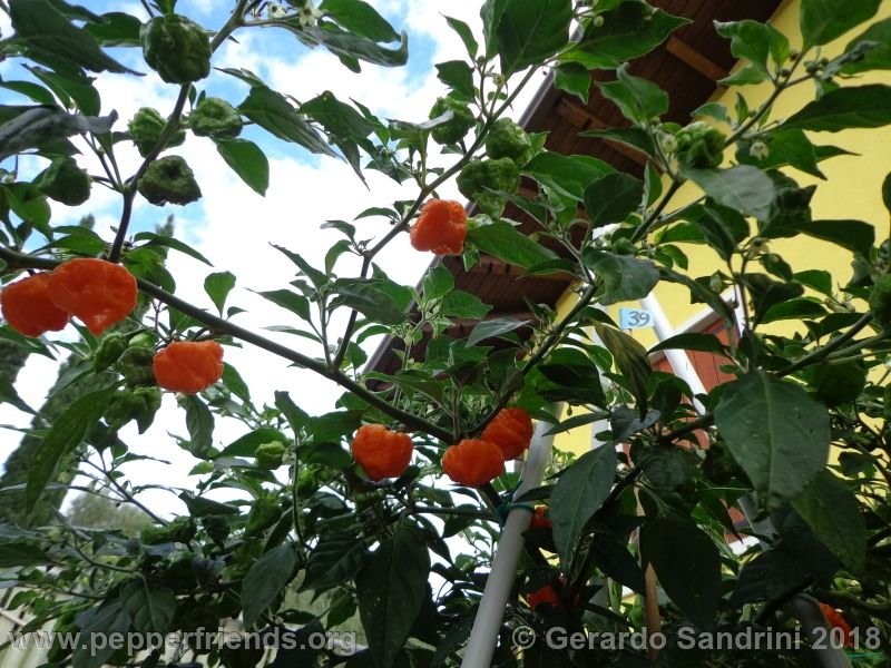 habanero-orange-blob_002_DSC06426.jpg