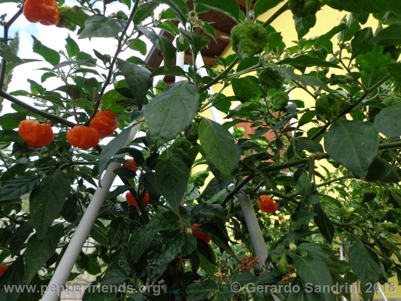 habanero-orange-blob_002_DSC06427.jpg