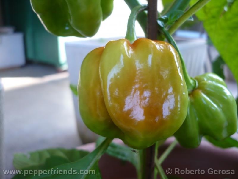 habanero-purple_001_frutto_01.jpg