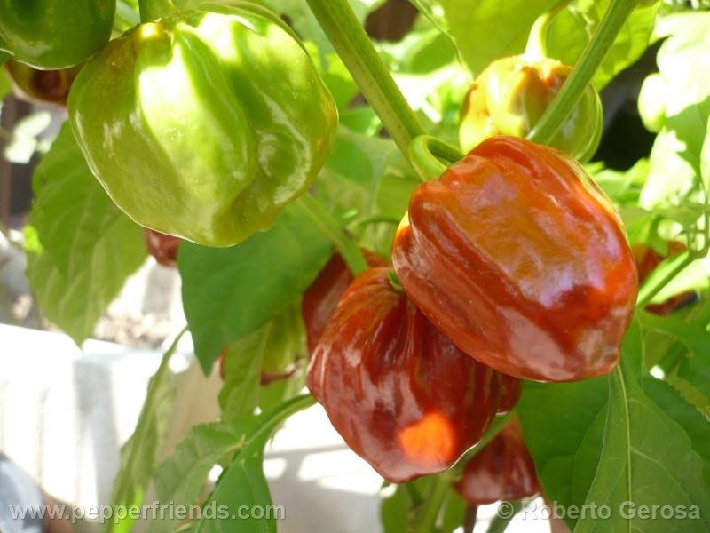 habanero-purple_001_frutto_02.jpg