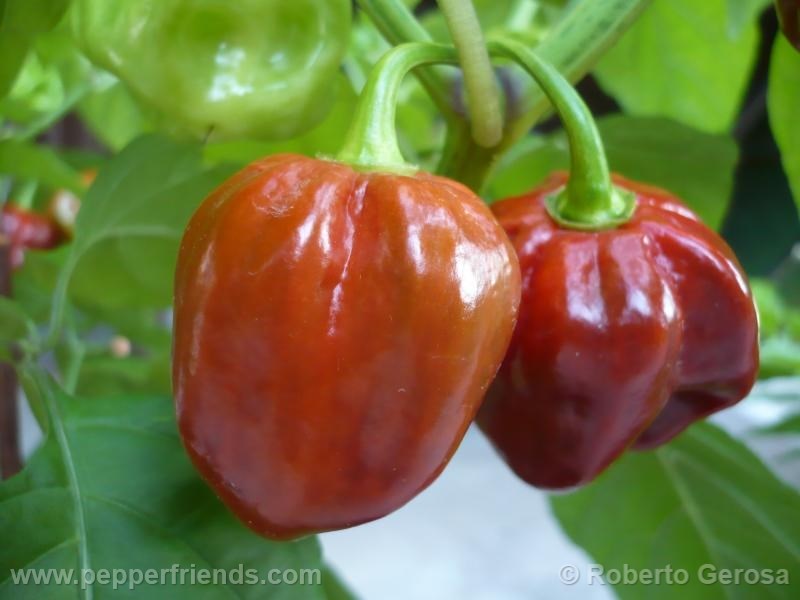 https://www.pepperfriends.org/uploads/habanero-purple/001/habanero-purple_001_frutto_03.jpg