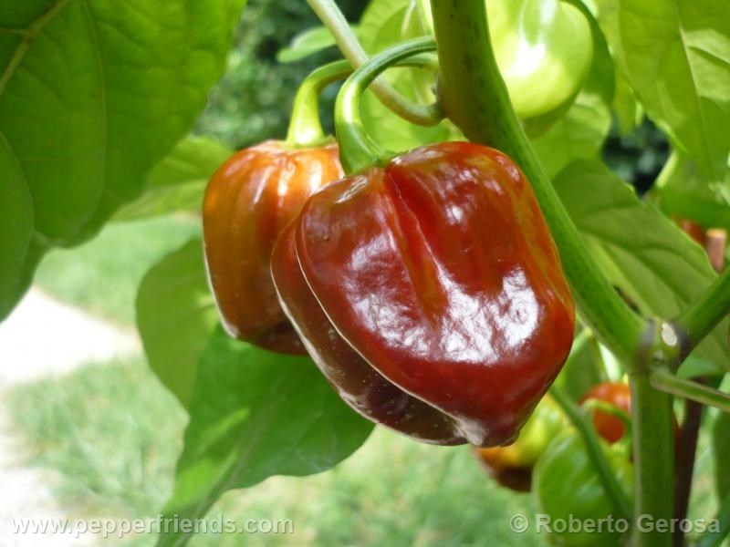 habanero-purple_001_frutto_04.jpg