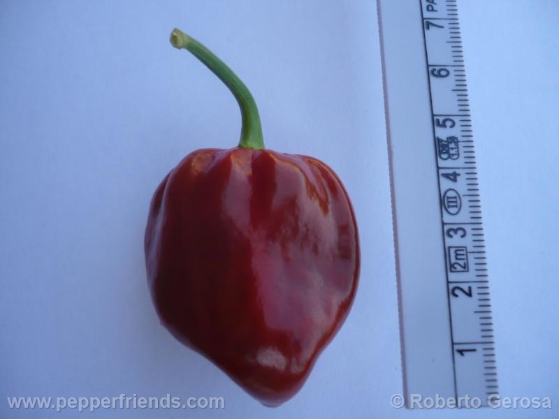 habanero-purple_001_frutto_05.jpg