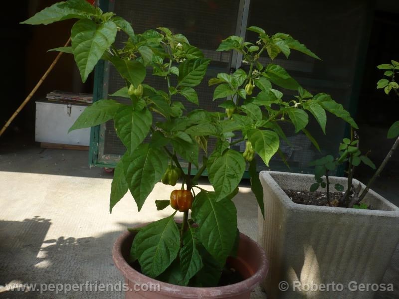 habanero-purple_001_pianta_01.jpg