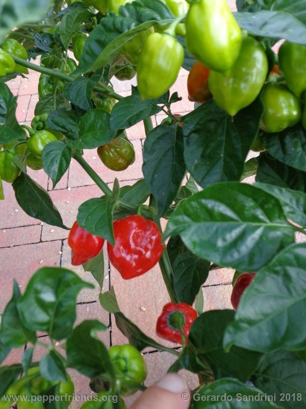 habanero-red-savina_002_6_DSC06388.jpg