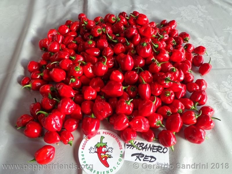 habanero-red-savina_002_8_DSC06746.jpg