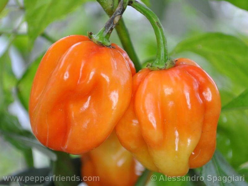 habanero-stmartin_001_frutto_01.jpg