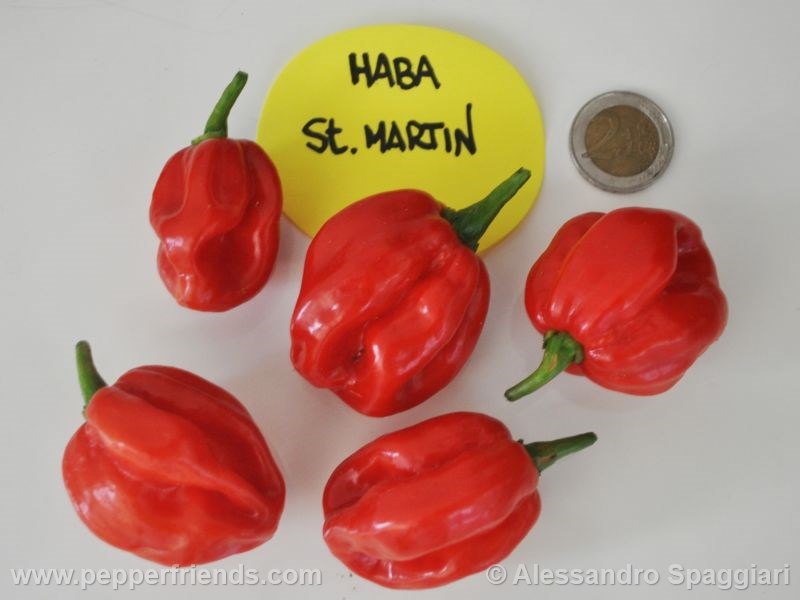 https://www.pepperfriends.org/uploads/habanero-stmartin/001/habanero-stmartin_001_frutto_02.jpg