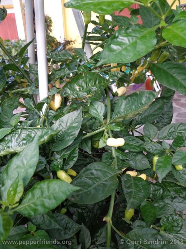 habanero-white-bullet_003_2_DSC06341.jpg