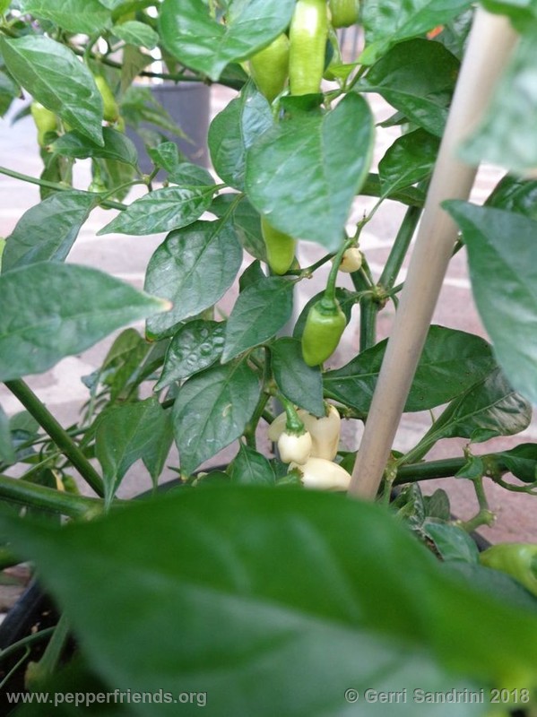 habanero-white-bullet_003_5_DSC06346.jpg