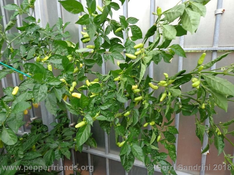 habanero-white-bullet_003_6_DSC06401.jpg