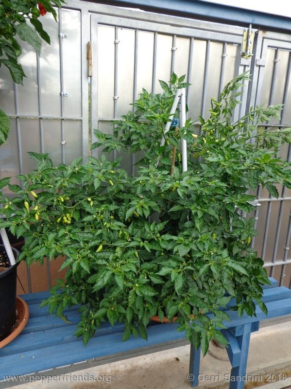 habanero-white-bullet_003_7_DSC06403.jpg