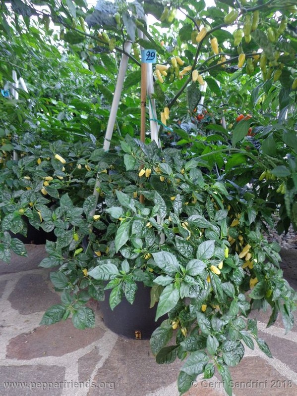 habanero-white-bullet_003_8_DSC06606.jpg