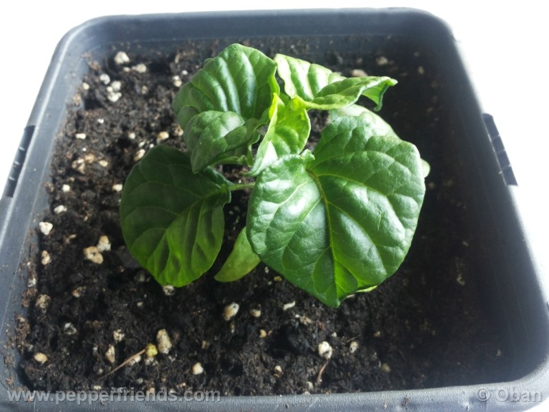 habanero-white-giant_003_pianta_02.jpg