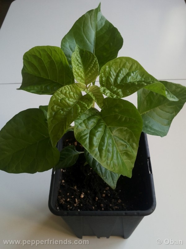 habanero-white-giant_003_pianta_04.jpg