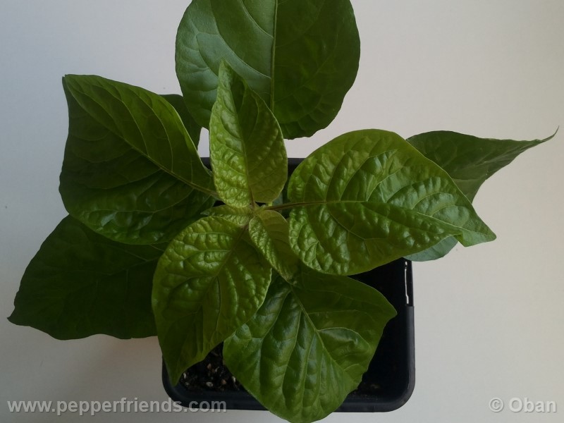 habanero-white-giant_003_pianta_05.jpg