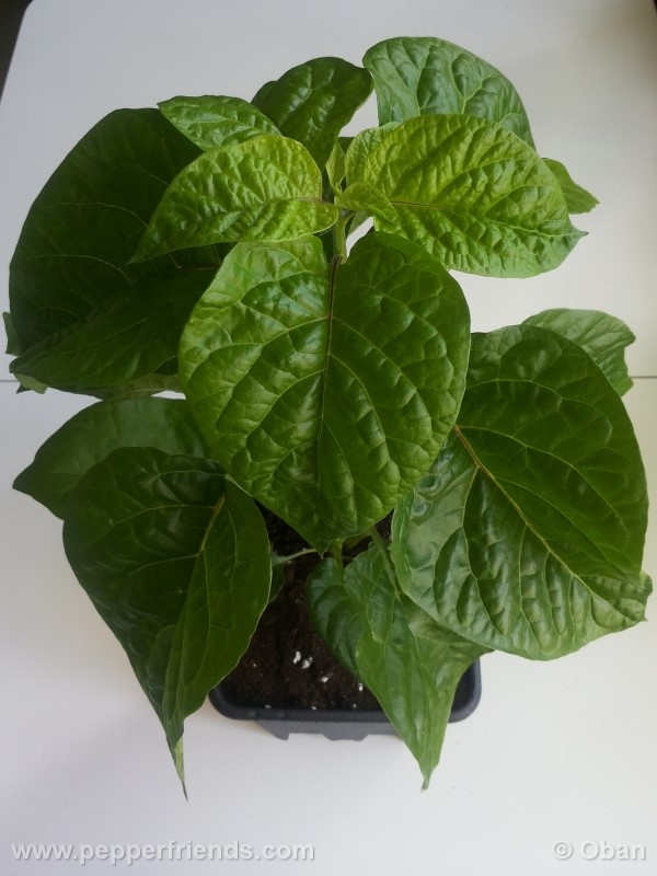 habanero-white-giant_003_pianta_07.jpg