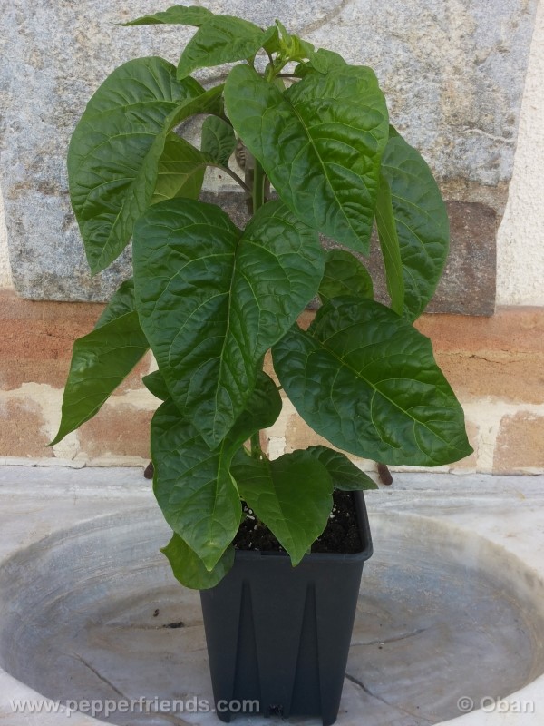 habanero-white-giant_003_pianta_08.jpg