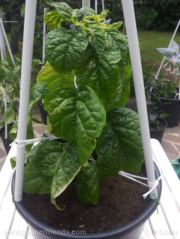 habanero-white-giant_003_pianta_11.jpg