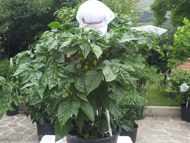 habanero-white-giant_003_pianta_12.jpg