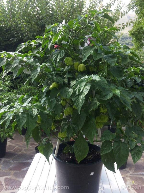 habanero-white-giant_003_pianta_13.jpg