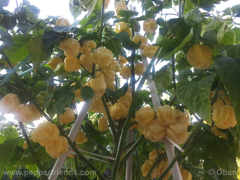 habanero-white-giant_003_pianta_19.jpg