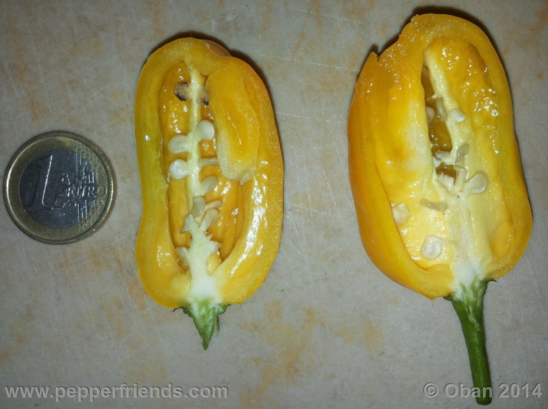 habanero-yellow_001_frutto_01.jpg