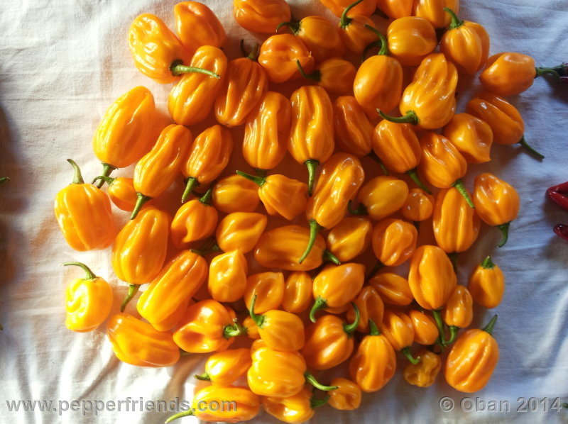 habanero-yellow_001_frutto_02.jpg