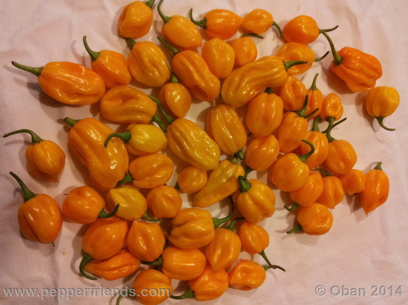 https://www.pepperfriends.org/uploads/habanero-yellow/001/habanero-yellow_001_frutto_04.jpg