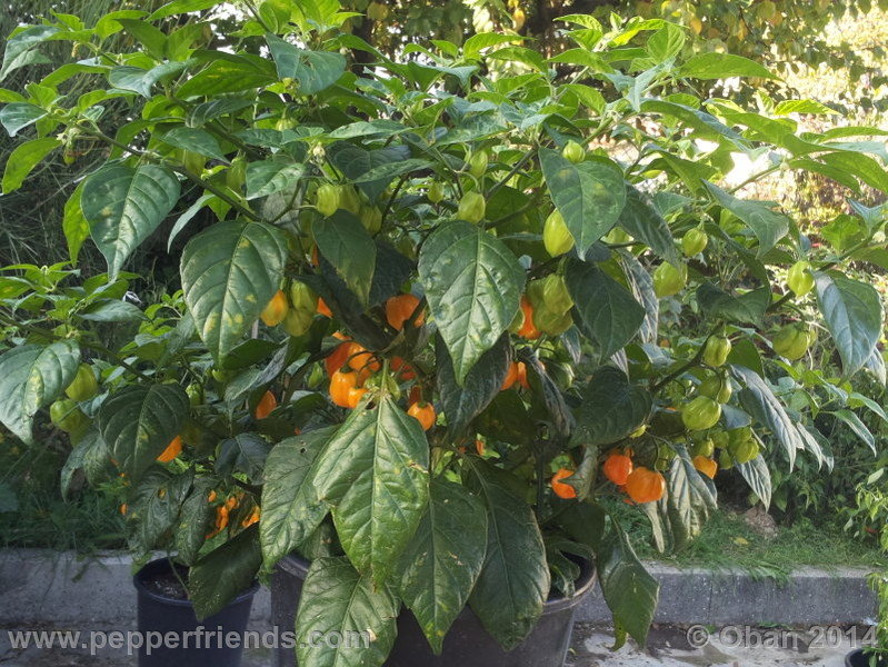 habanero-yellow_001_pianta_04.jpg