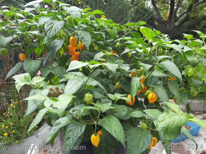 habanero-yellow_001_pianta_05.jpg