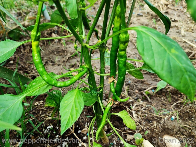 hangjiao-4-comet-s-tail_001_5_887163872_Peperoncini2022-0338.jpg