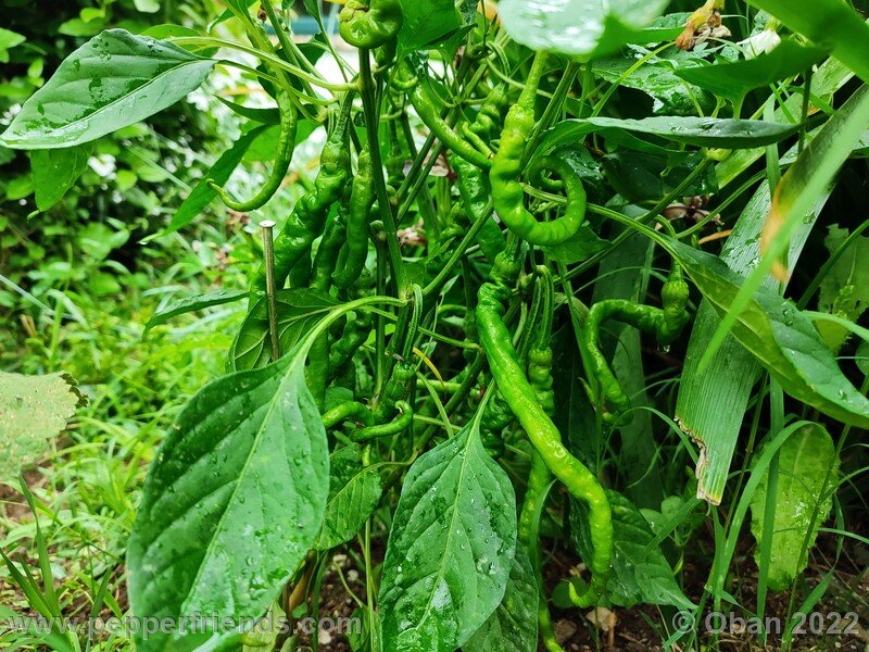 hangjiao-4-comet-s-tail_001_7_102280844_Peperoncini2022-0478.jpg