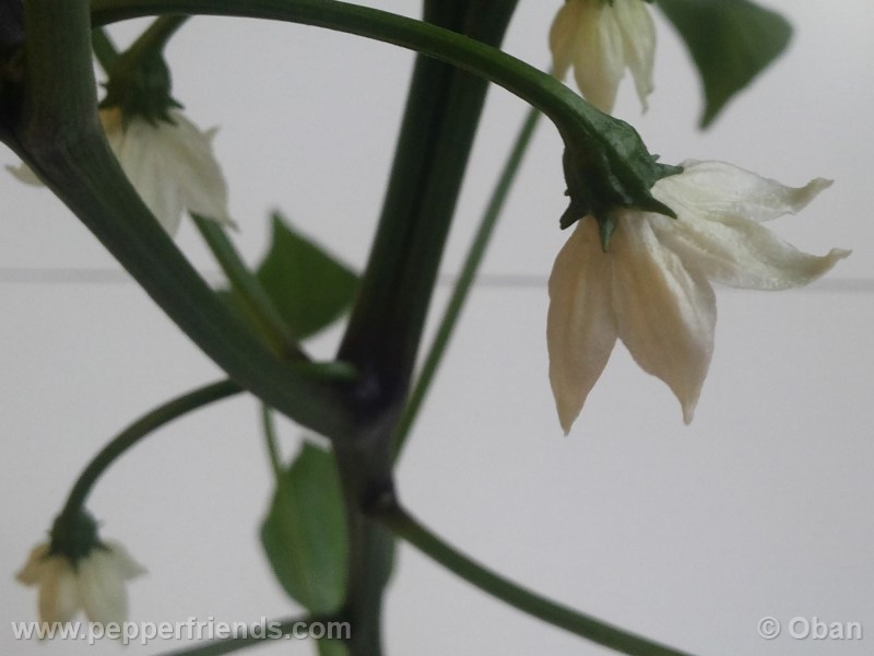 jalapeno-chichimeca_001_fiore_04.jpg