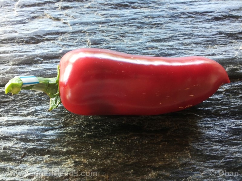 jalapeno-chichimeca_001_frutto_10.jpg