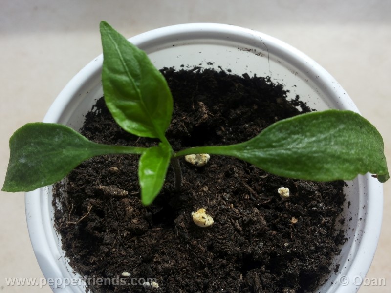 jalapeno-chichimeca_001_pianta_01.jpg