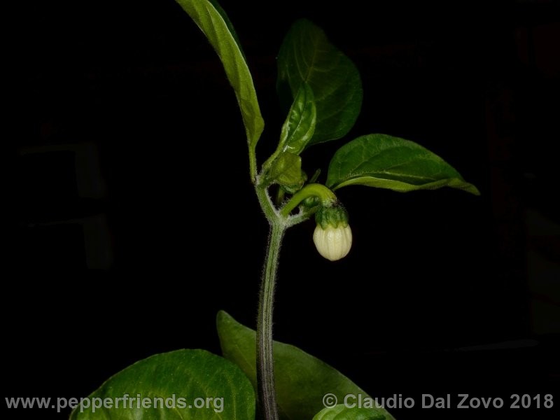 jalapeno-conchos_001_fiore0.jpg