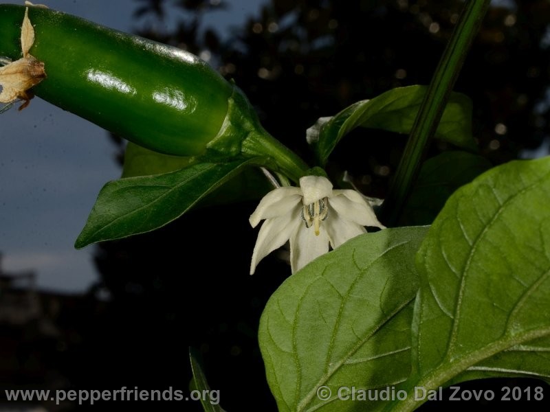 jalapeno-conchos_001_fiore5.jpg