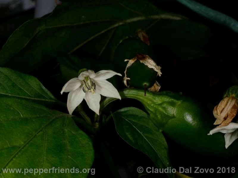 jalapeno-conchos_001_fiore6.jpg