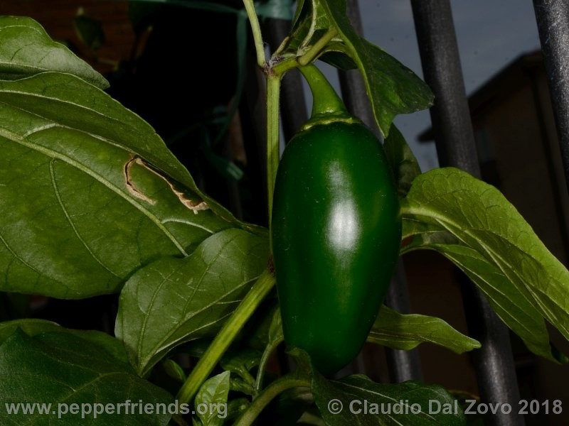 Jalapeño Conchos