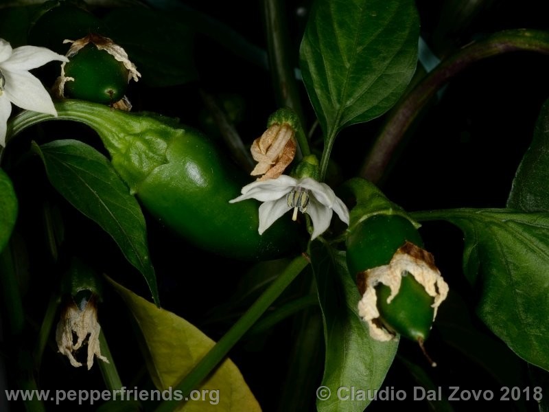 jalapeno-conchos_001_pianta1.jpg