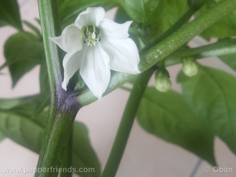 jalapeno-coyame_001_fiore_01.jpg